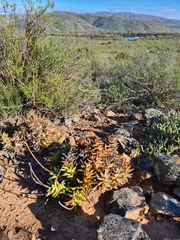 Astroloba rubriflora