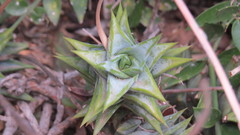 Astroloba rubriflora