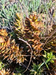 Astroloba rubriflora