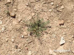 Euphorbia serrata