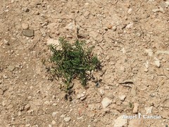 Euphorbia serrata