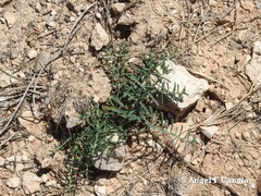 Euphorbia serrata