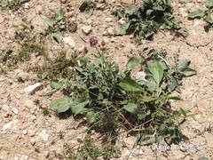 Centaurea scabiosa cephalariifolia