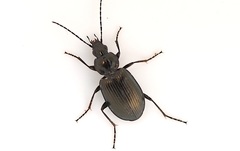 Agonum viduum