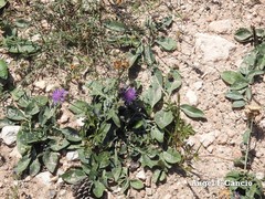 Centaurea scabiosa cephalariifolia