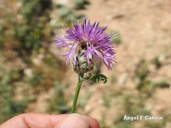 Centaurea scabiosa cephalariifolia
