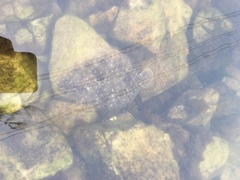 Pseudorhombus arsius