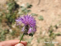 Centaurea scabiosa cephalariifolia