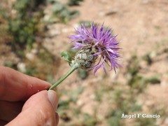 Centaurea scabiosa cephalariifolia
