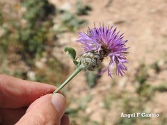 Centaurea scabiosa cephalariifolia