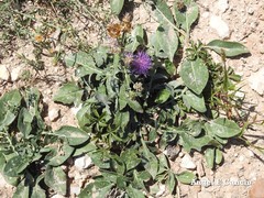 Centaurea scabiosa cephalariifolia
