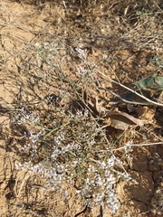 Limonium caspium