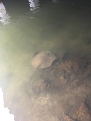 Hemitrygon fluviorum