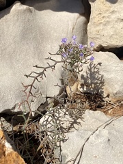 Limonium cancellatum