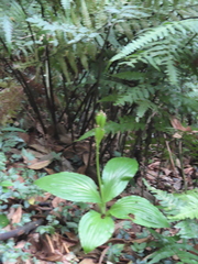 Liparis sootenzanensis