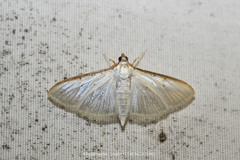 Palpita vitrealis