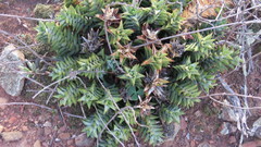 Astroloba rubriflora