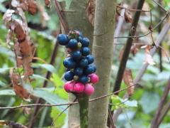 Amorphophallus kiusianus