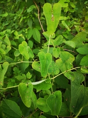 Aristolochia contorta