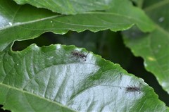 Diasemopsis silvatica