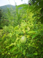 Aristolochia contorta