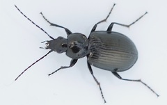 Agonum viduum