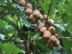 Actinidia rufa