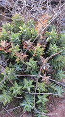 Astroloba rubriflora