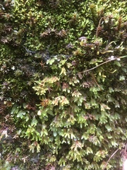 Symphyogyna hymenophyllum