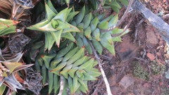 Astroloba rubriflora