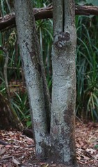 Diospyros paniculata