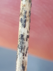 Puccinia allii