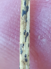 Puccinia allii