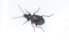 Agonum viduum