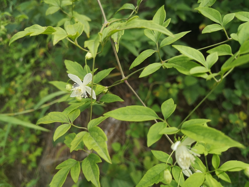 Clematis puberula