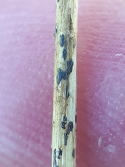 Puccinia allii