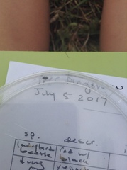 Brassicogethes aeneus