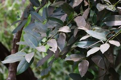 Diospyros paniculata