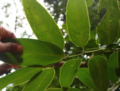 Diospyros paniculata