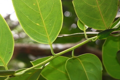 Diospyros paniculata