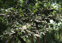 Diospyros paniculata