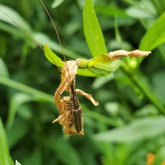 Hippopsis lemniscata