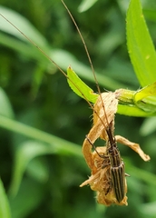 Hippopsis lemniscata