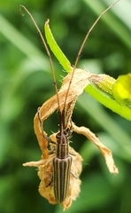 Hippopsis lemniscata