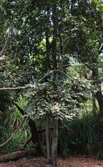 Diospyros paniculata