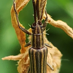 Hippopsis lemniscata