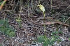 Pterostylis acuminata