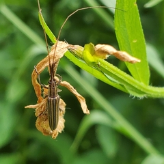 Hippopsis lemniscata