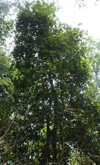 Diospyros paniculata