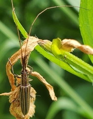 Hippopsis lemniscata